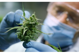 Jak czytać certyfikat badań CBD (COA)