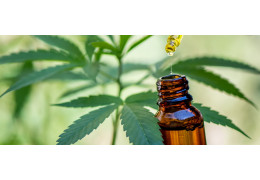 Olejki CBD - jak dobrać stężenie i na co zwracać uwagę