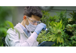 Susz CBD - jak rozpoznać dobrą jakość po wyglądzie i zapachu