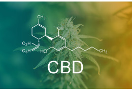 Świat Shishy jako hurtownia headshop i CBD - co możemy dostarczyć sklepom vape i headshop w jednym zamówieniu